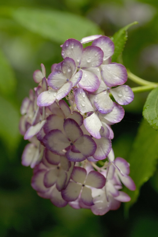 紫陽花(D200+,T-90Micro,17-35Di, 28-75Di)_a0069107_2358112.jpg