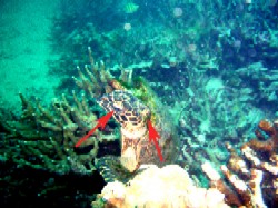 このカメ、病気?_a0043520_2331873.jpg