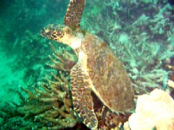 このカメ、病気?_a0043520_2394855.jpg