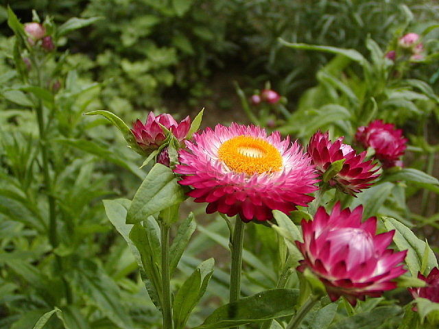 貝殻草 時々の花