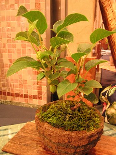 c0020653_2354735.jpg