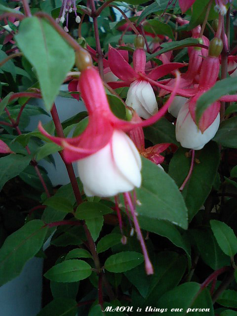 f0096666_6135236.jpg