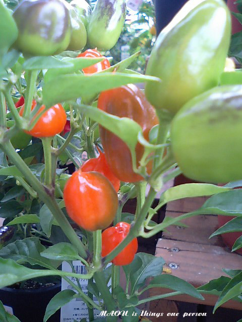 f0096666_6155980.jpg