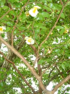 ２００６年６月２７日　梅雨の晴れ間。_b0098584_2114069.jpg