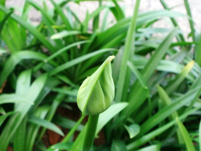 アガパンサスの花が満開です_f0051186_1555782.jpg