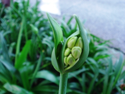 アガパンサスの花が満開です_f0051186_1563024.jpg