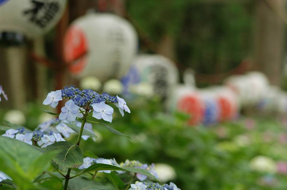 栃木県にて_a0078397_5111720.jpg