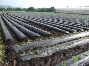 霧島紅甘露の苗植え会　２００６年６月２９日更新_b0076710_11555856.jpg