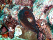 今日のミルチャネル・ワモンダコとロクセンスズメダイの産卵_a0043520_23412263.jpg