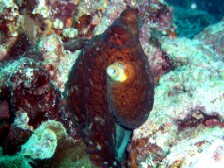 今日のミルチャネル・ワモンダコとロクセンスズメダイの産卵_a0043520_23424671.jpg
