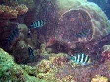 今日のミルチャネル・ワモンダコとロクセンスズメダイの産卵_a0043520_2343235.jpg