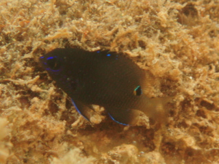 06.6.28 キオビスズメダイの若魚を指名手配_b0100730_16252919.jpg
