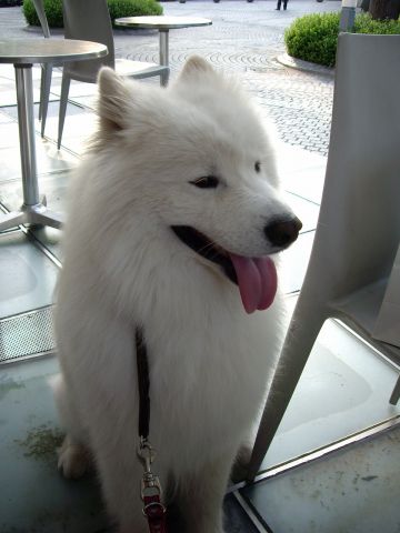 大小長短毛犬種玉付き学会_c0062832_1656124.jpg