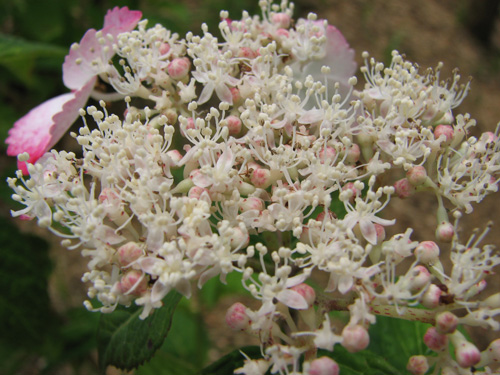 紫陽花カテゴリ追加しますた_f0099535_17381220.jpg