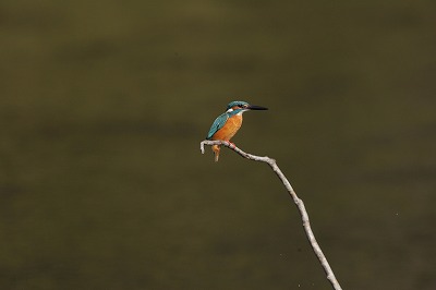 野鳥アルバム_b0047179_16312028.jpg