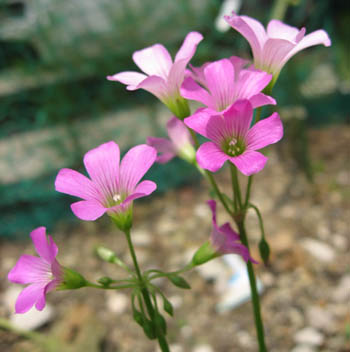 b0001286_12304826.jpg