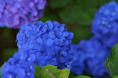 ディープ ブルーな紫陽花 ねりうま写真生活 ディープ ブルーな紫陽花 ねりうま写真生活