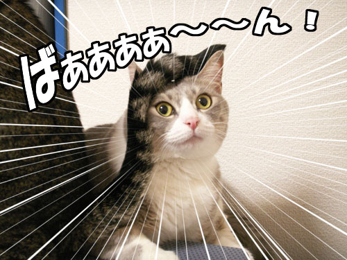 マッドフラップ_b0083267_0174091.jpg