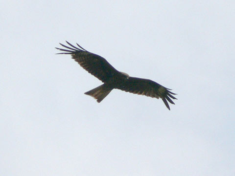 b0072176_1011416.jpg