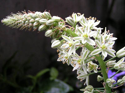 母の花を想う花・・・・・オルニソガルム　カラダンツム_f0030085_23285327.jpg