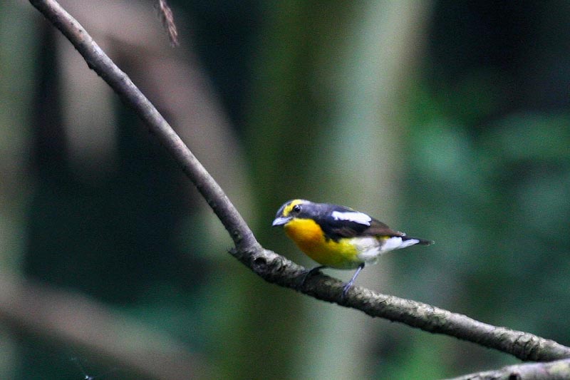 キビタキ_b0024798_5525448.jpg