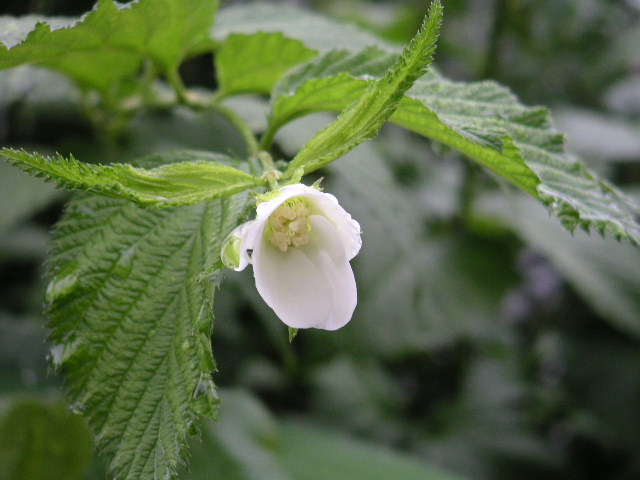 野菜の花たち／じゃがいも、きゅうり、ズッキーニ、インゲン_a0020929_10304057.jpg