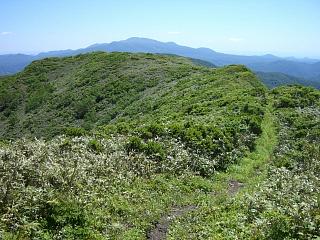 ６月２９日（木）小安岳～高松岳～山伏岳_f0003138_11192355.jpg