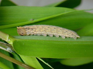d0019074_8532920.jpg