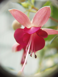 庭の花・ハナ・はな…そしてぷー☆_b0104592_2148029.jpg