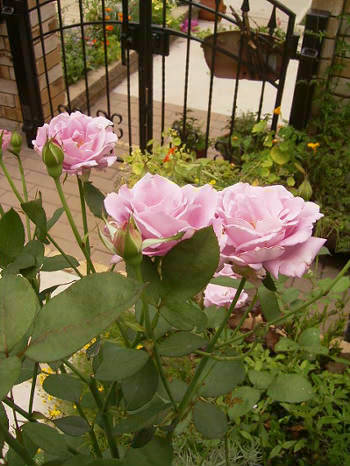 b0052394_031411.jpg
