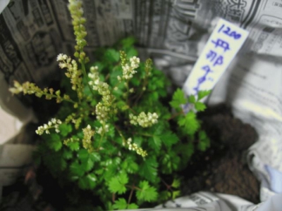 e0041699_96276.jpg