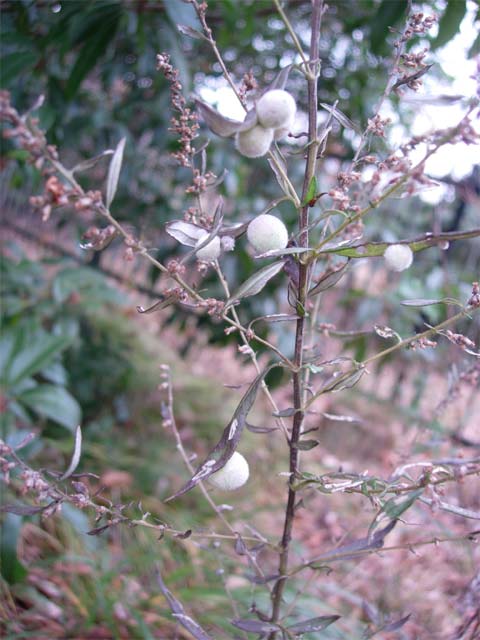 白くてふわふわのかわいい卵がたくさんありました 昆虫ブログ むし探検広場