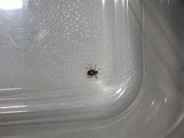 台所 トイレ 洗面所に発生する小さな虫 昆虫ブログ むし探検広場