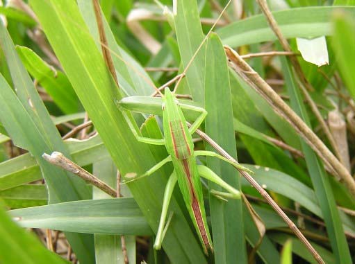 ショウリョウバッタの成虫を見つけました 昆虫ブログ むし探検広場