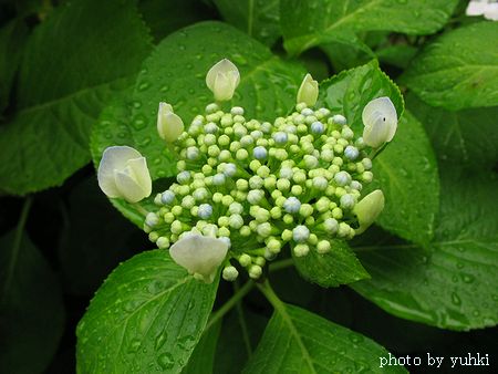 雨の日の紫陽花、_a0043323_2275876.jpg