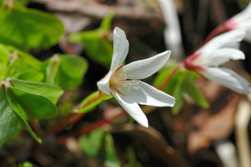 ミヤマカタバミ　060429_a0055224_18114321.jpg