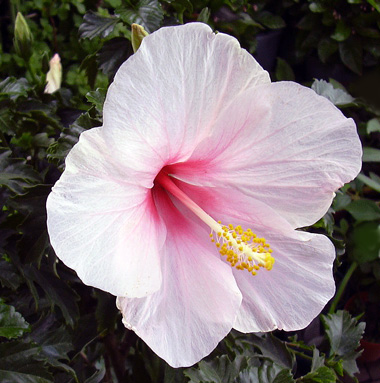 7月2日 ハイビスカス 花ねこ日記