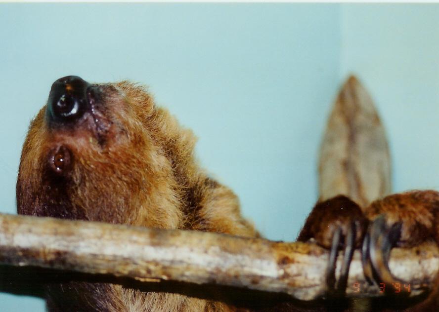 可愛い動物たち