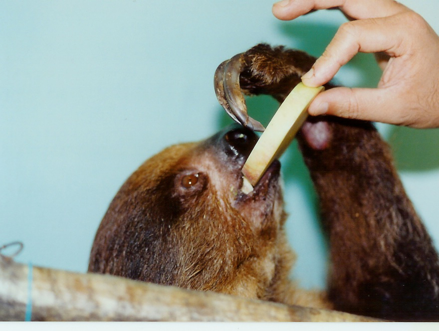 可愛い動物たち