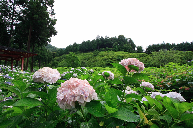 紫陽花と蓮と三室戸寺_e0051888_20265748.jpg