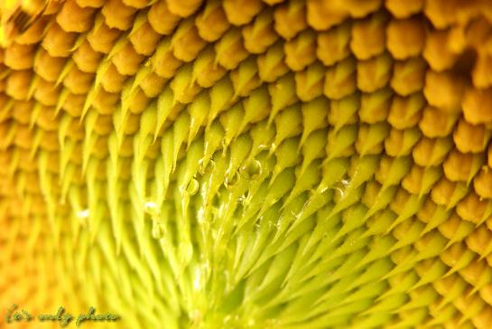 Sunflower_e0008800_15224081.jpg