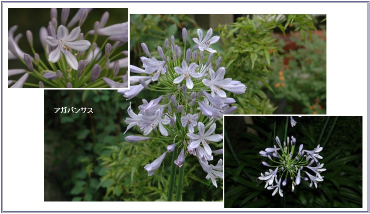 花の香り_c0051105_1125428.jpg