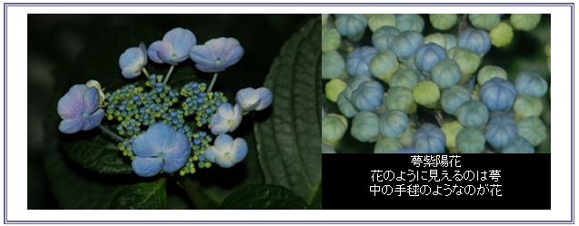 花の香り_c0051105_117575.jpg