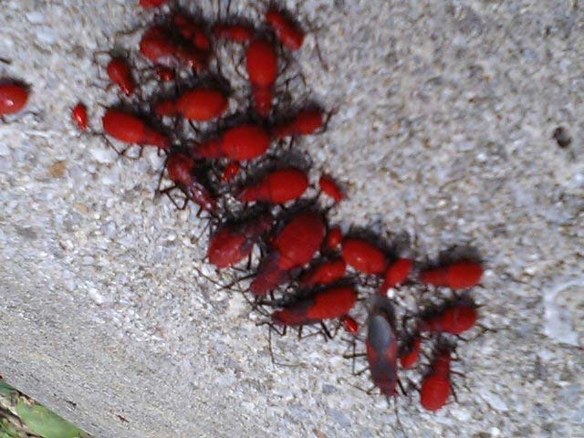 赤い虫が大発生 昆虫ブログ むし探検広場