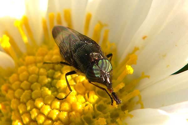 菊の花に、たいてい留まっています : 昆虫ブログ むし探検広場