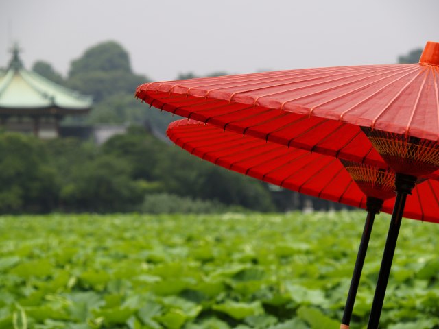 半夏生を過ぎて～夏の匂い～_c0071611_812352.jpg