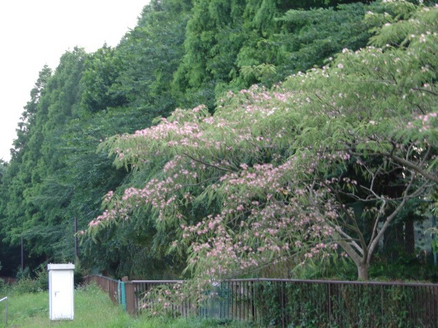 のあ５２８　象潟や雨に西施がねぶの花_b0061261_17105538.jpg