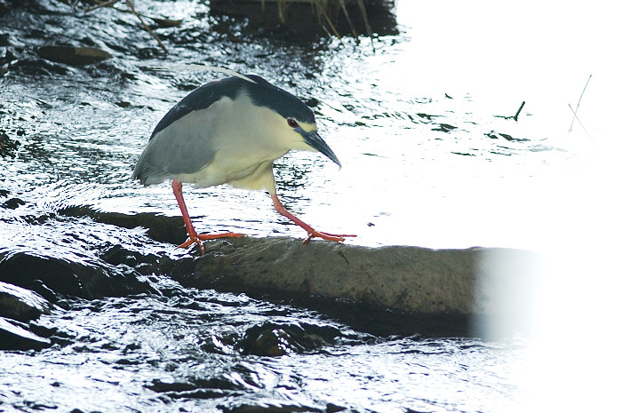 ゴイサギ_f0053272_10242440.jpg