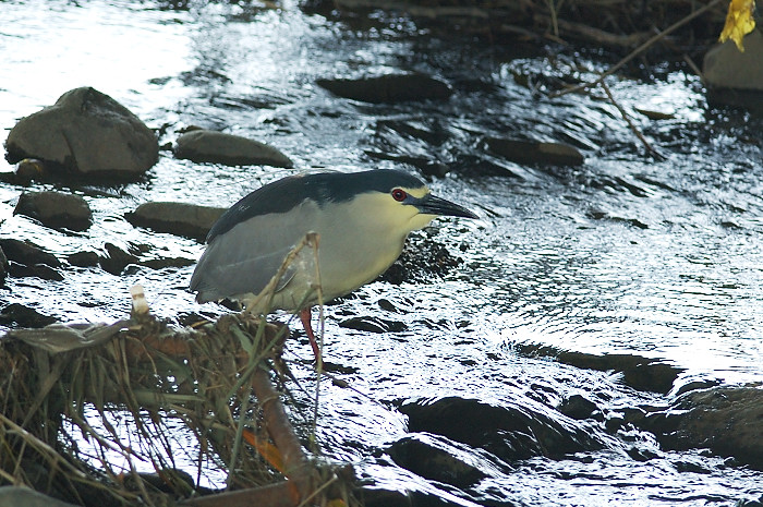 ゴイサギ_f0053272_1029596.jpg