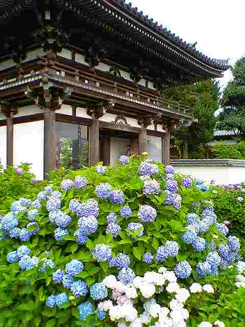 観音寺～福知山のあじさい寺～_e0061694_22364547.jpg